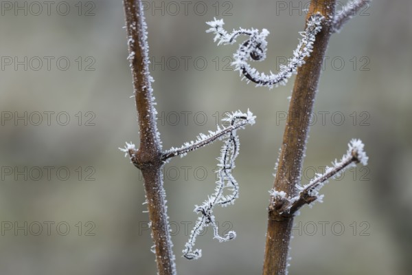 Elegant frosty branches of a vine with fine ice details in a wintry setting, Reif, Rems Valley,