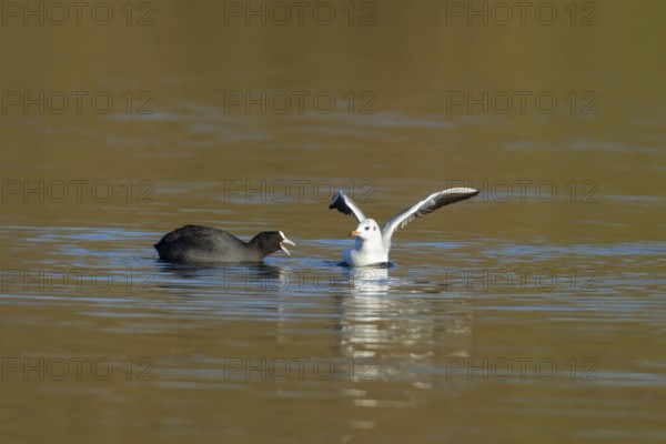 Eurasian coot (Fulica atra) and Black-headed gull (Chroicocephalus ridibundus) adult birds on a