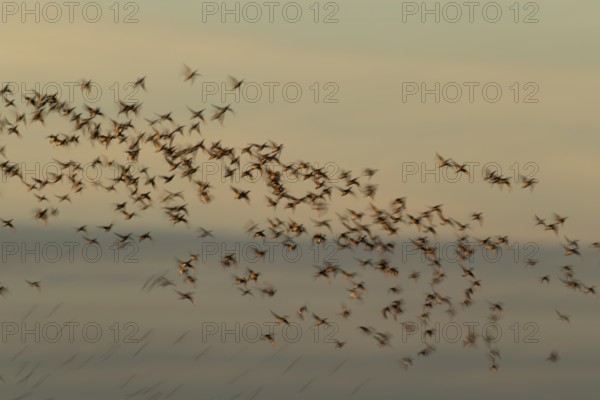 Common pochard duck (Aythya ferina) adult birds flying in a flock, slow motion blur image, England,