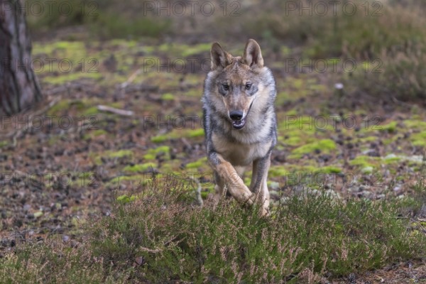 One young male eurasian gray wolf (Canis lupus lupus) running thru a forest with rocks and heather.