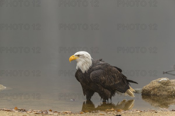One Bald Eagle, Haliaeetus leucocephalus, standing in the shallow water ashore a small pond on a