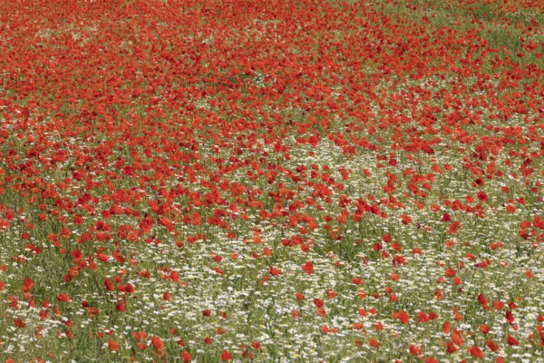 Field of marguerite and red poppy