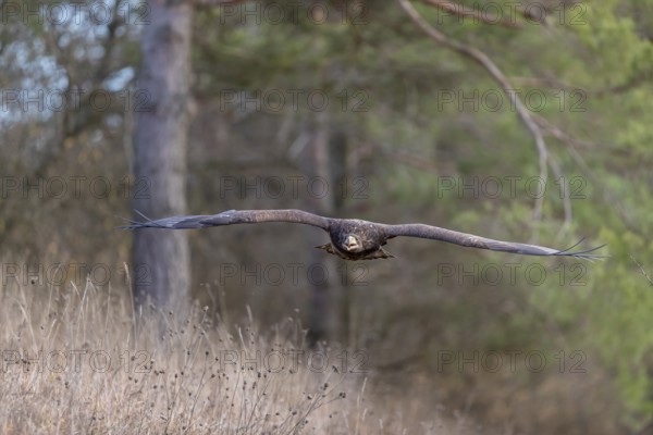 One white-tailed eagle (Haliaeetus albicilla) flying off of a pine tree standing in dry grass on