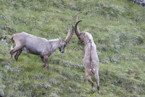 Two adult ibex (Capra ibex) play fighting on 2500 m sea level in the Hohe Tauern National Park