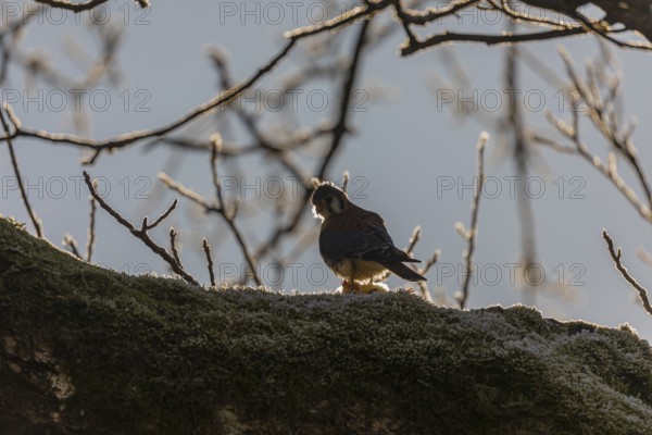 One American kestrel (Falco sparverius) sitting on a branch in early morning backlight with a blue