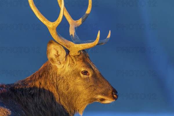 Portrait of a Dibowsky stag at sunrise, Cervus nippon hortulorum