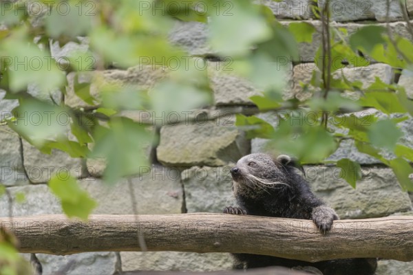 One binturong (Arctictis binturong), or bearcat balancing over branches framed by green leafs