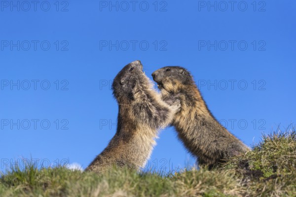 Two Alpine Marmots playfighting, Marmota marmota, with blue sky in the background. Grossglockner