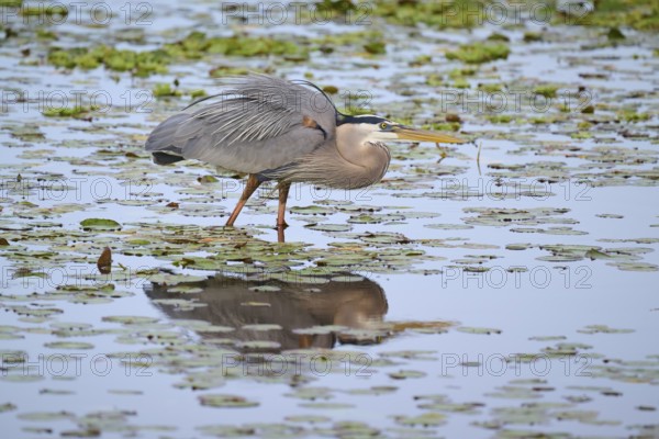 Canada Heron (Ardea herodias), in a marsh with lily pads, Wakodahatchee Wetlands, Delray Beach,