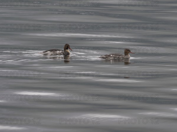 Red-breasted Merganser (Mergus serrator), breeding pair, swimming on the Atlantic, Norway, Europe