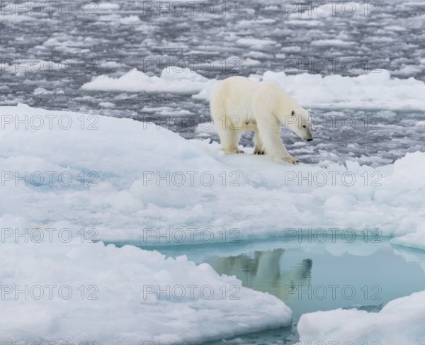 Polar bear (Ursus maritimus) on the pack ice at 82 degrees north reflected in the water, Svalbard