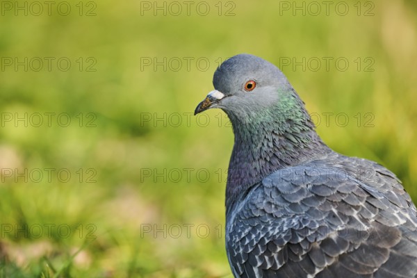 Feral pigeon (Columba livia domestica), portrait, Venice, Italy, Europe