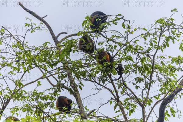 Howler monkeys (Alouatta), primates (Anthropoidea), Sierpe, Puentarenas, Costa Rica, Central