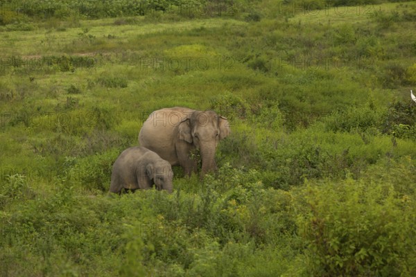 Indian elephants (Elephas maximus indicus), Khiri Khan, Hua Hin, Kui Buri National Park, Thailand,