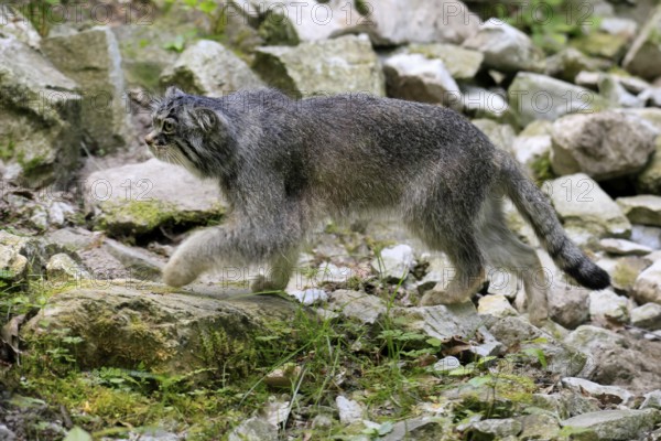 Manul (Otocolobus manul), Pallas's cat, adult, alert, stalking
