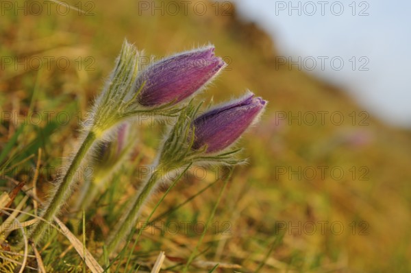 Three purple flowers protruding from green grass, Pasque flower (Pulsatilla vulgaris), Upper