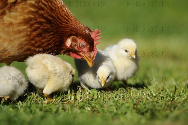 Hen supervising her chicks foraging in the grass, domestic fowl (Gallus gallus domesticus),