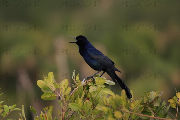 Boat-tailed grackle (Quiscalus major), adult, male, calling, singing, Waiting, Merritt Island,
