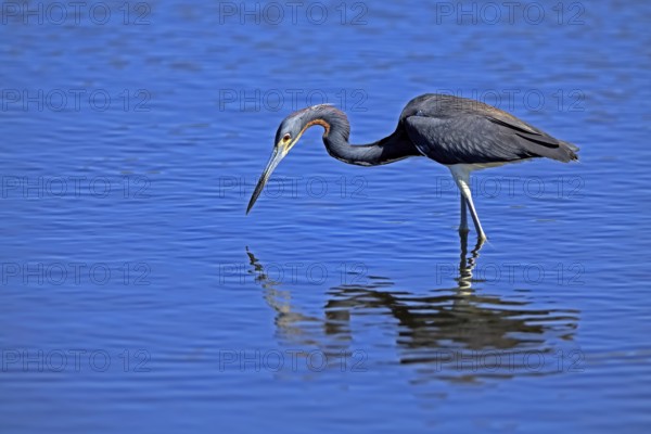 Tricoloured Heron (Egretta tricolor), adult, in the water, foraging, Merritt Island, Black Point