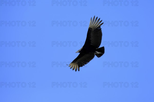 Raven Vulture (Coragyps atratus), adult, flying, flight, Orland, Florida, USA, North America