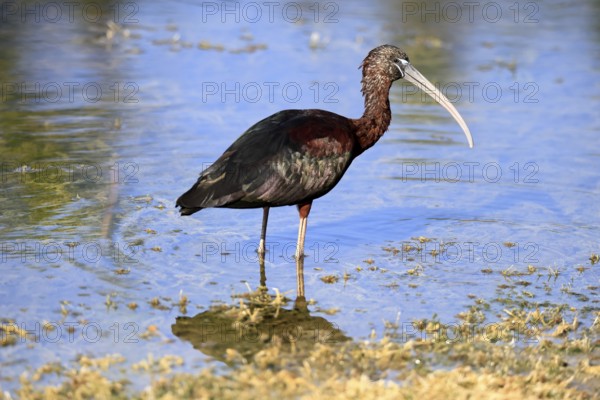 Glossy ibis (Plegadis falcinellus), adult, in the water, foraging, Merritt Island, Black Point