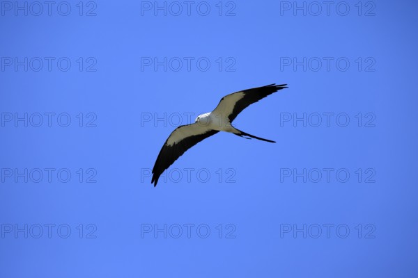 Swallow Harrier (Elanoides forficatus), adult, flying, Orlando, Florida, North America, USA, North