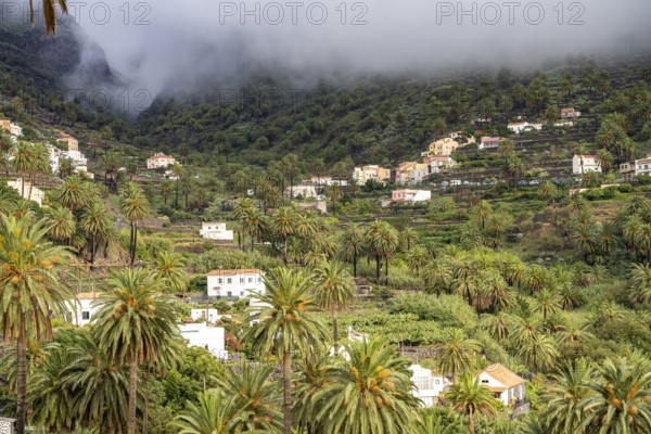 Cultural landscape with palm trees in Valle Gran Rey, La Gomera, Canary Islands, Spain, Europe
