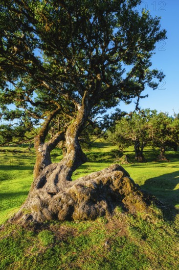 Centuries-old til trees in fantastic magical idyllic Fanal Laurisilva forest on sunset. Madeira