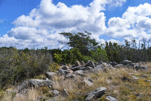 Pristine vegetation and landscape in the Hallarumsviken nature reserve near Karlskrona, Blekinge