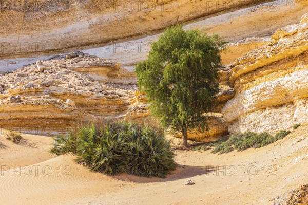 Eroded rocky landscape at a fossilised reef edge, green vegetation in front, Huqf stone desert,