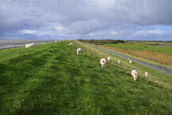 Sheep on a dyke, Pellworm Island, Schleswig-Holstein Wadden Sea National Park, North Frisia,