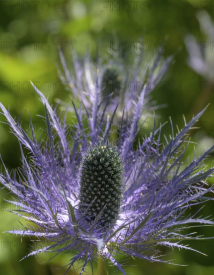 Umbelliferae (Eryngium zabeli), Botanical Garden Jardin du Lautaret, Villar-d'Arêne, Département