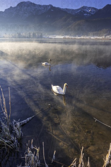 Swans, Mute Swan (Cygnus olor), lake, morning light, fog, snow, winter, mountains, Lake Kochel,
