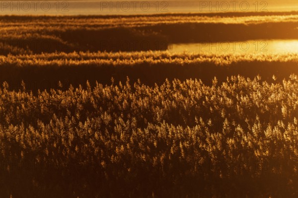 A golden field in the evening sun emphasises the natural tranquillity of the landscape, sunrise