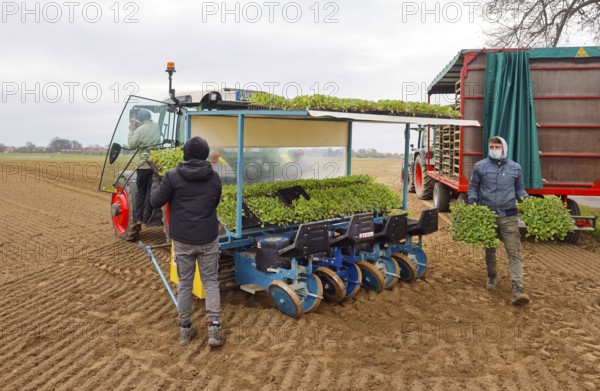 Welver, Soest district, Sauerland, North Rhine-Westphalia, Germany - Vegetable cultivation, field