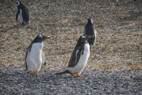 Ushuaia, Tierra del Fuego, Argentina, Gentoo penguins and Magellanic penguins on Isla Martillo in
