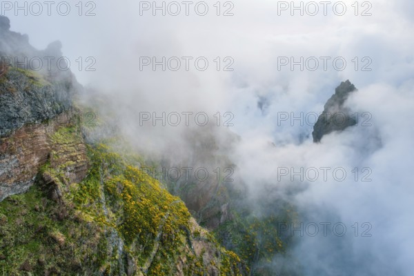 A mountain covered in fog and clouds with blooming Cytisus shrubs. Near Pico de Arieiro, Madeira