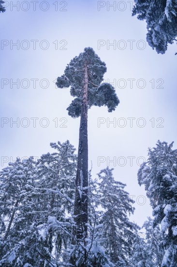 Tall pine tree in snowy forest with grey sky, Enzklösterle, district of Calw, Black Forest,