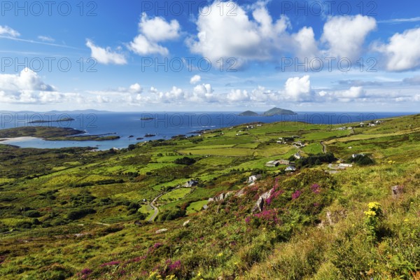 Typical coastline, blooming heather, Scariff and Deenish Islands on the horizon, spring clouds,