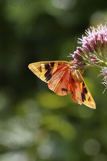 Jersey tiger or Spanish flag (Euplagia quadripunctaria), sucking nectar on Hemp agrimony