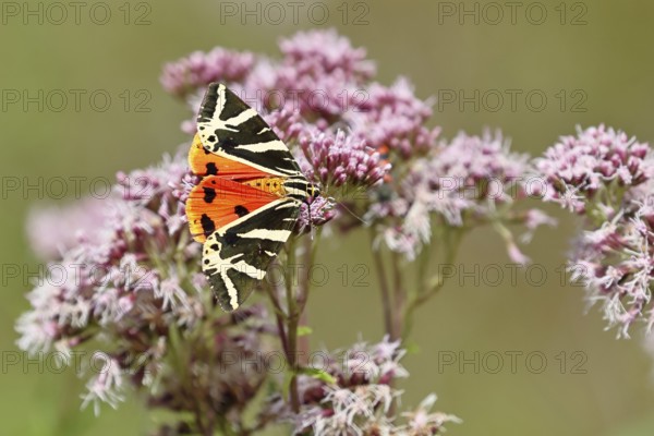 Jersey tiger or Spanish flag (Euplagia quadripunctaria), sucking nectar on Hemp agrimony