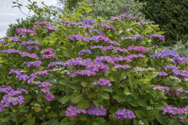 Sawn hydrangea (Hydrangea serrata), plate hydrangea, North Rhine-Westphalia, Germany, Europe