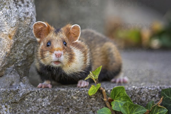 Field hamster (Cricetus cricetus) European hamster, rodent, crepuscular and nocturnal territorial