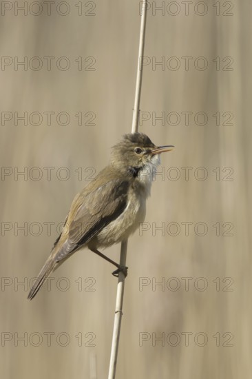 Eurasian reed warbler (Acrocephalus scirpaceus) male calling in reed land, marshland in spring