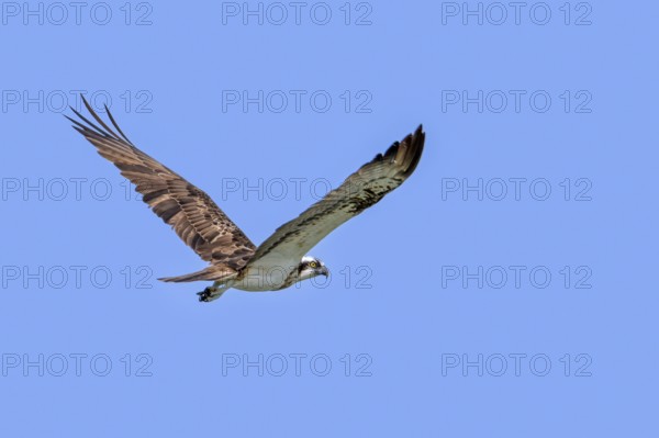 Western osprey (Pandion haliaetus) in flight soaring against blue sky