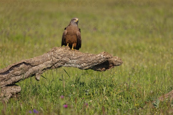 Black kite (Milvus migrans), perching station, Hides De Calera / Steppe Raptors, Nussloch, Castilla