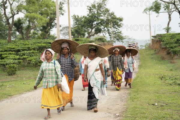 Bokakhat, India. 20 April 2024. Women tea pluckers returns after plucking tea leaves at a tea