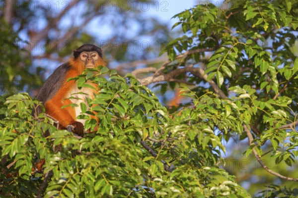Western red colobus (Piliocolobus badius), primates, Janjabureh boat trip, Janjabureh, South Bank,