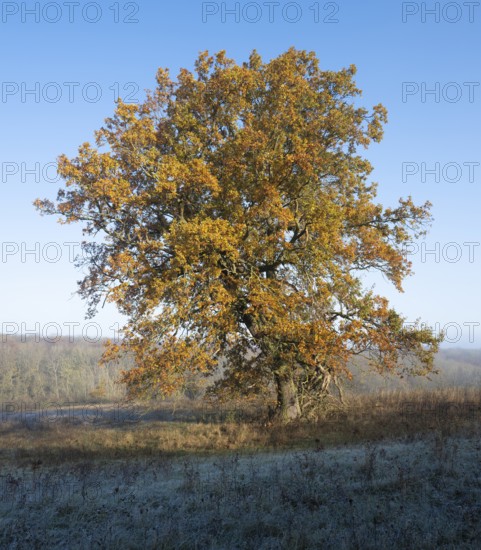 English oak (Quercus robur), solitary tree in a meadow, in autumn with yellow discoloured leaves,