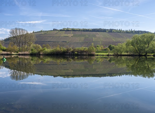 Vineyards are reflected in the water of the Main river, east of Würzburg near Randersacker,